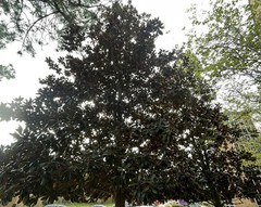 1-Gal Magnolia Leaves For Bioactive Terrariums [/FARM TO Reptile sun treated