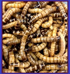 1000 Large 1.5-2″”+ Live Superworms