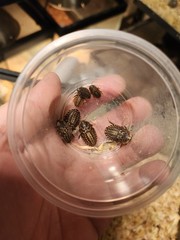 12 Count Peppered Roach Large Pet Feeder Roaches Fast 2 Day Ship Small Nymphs