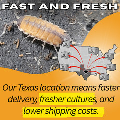 10ct Philoscia sp. “Thai” Isopods | Bioactive Free Shipping Nationwide
