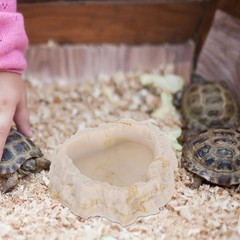Reptile Feeder Bowl Chameleon Water Bearded Dragon Tank Accessories