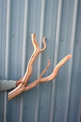 24″ Ghostwood Manzanita Driftwood Branch Snake Reptile Habitat Aquarium Decor