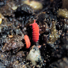 25+ Thai Red Lobella Springtails Rare Starter Culture Feeder LAG