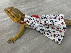 Bearded Dragon Patriotic Dress