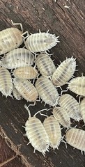 White Out Dairy Cow Isopods (Porcellio laevis) 50ct