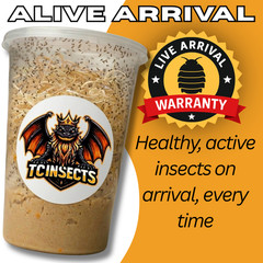 TC INSECTS 32oz Flightless Fruit Fly Culture Live Feeder Insects