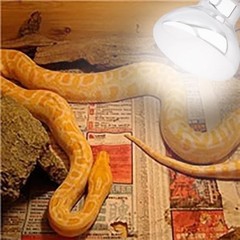 Aiicioo 2 Pack Heat Lamp 150W Simulate Natural Sunlight for Reptiles – Clear