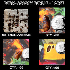 Mature Dubia Roach Colony Bundle – Large