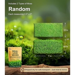 Live Moss Terrariums & Reptiles Humidity Support Natural Growth 2 Pieces New