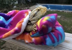TYE DYE PRINT LARGE ATTACHABLE RESTING BED SET SOFT COVER 4 BEARDED DRAGON