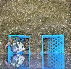 Hermit Crab Tank Decor Underground Tunnel Hideout Cave Hermit Crab Accessories