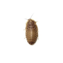 50 Small Dubia roaches, Free 2 day shipping, For reptiles and birds