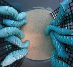 Hornworms