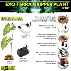 Dripper Plant, Large