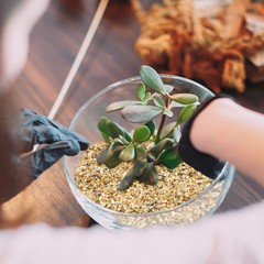 Coarse Sand Stone – Silica Sand for Plants, Soil Cover Succulents and Cactus Bon