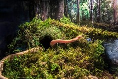 Galapagos Green Mossy Cave Reptile Corner Hide for Amphibians 4 and 6 Inch