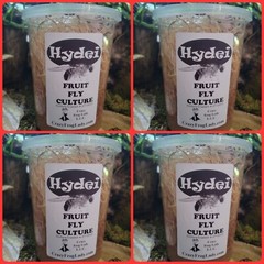 Flightless Fruit Fly Cultures 4 Pack+ 4 Pack of Hydei Total of 8 CULTURES