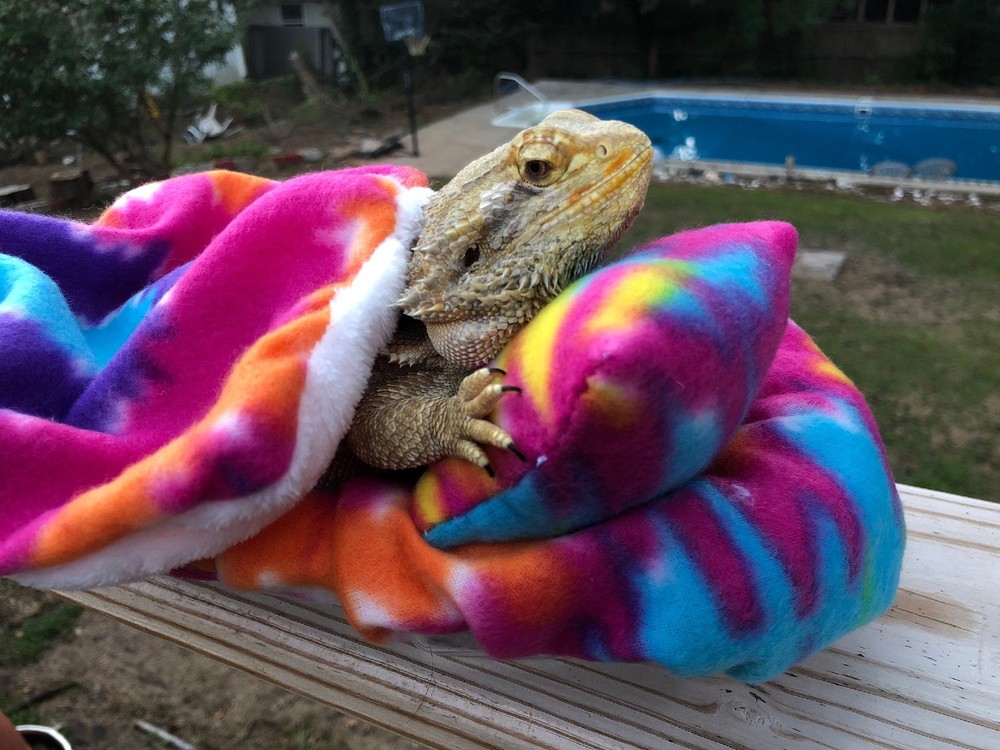 TYE DYE PRINT DESIGN LRG BED SOFT COVERS ONLY/NO FRAME BED 4 BEARDED DRAGON