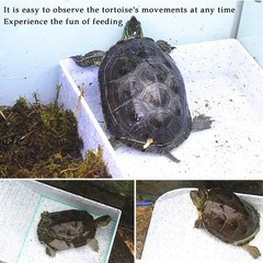 White Turtle Feeding Dish, Ramp, Basking Platform, Plastic, Food, Water Bowl