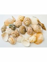T-Rex Reptile Terrarium Décor – Terra Accents Shell Mix