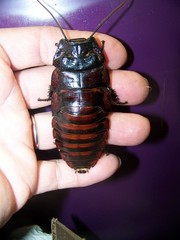 20 pairs A. insignis 1.5″+ ,dubia alturnative feeder insect