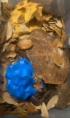 Reptile – Isopod – Invert. – Luxury Cave & Feeder Combo! COLOR – *Black*