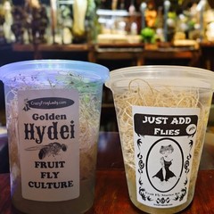 Golden Hydei Fruit Fly Culture + 1 Just Add Flies 4 Dart Frog Food Reptile Food