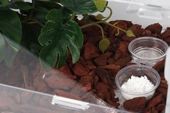 CRITTZOO 100PCS 0.5oz Crested Gecko Food Dish Cups 0.01 Ounce (Pack of 100)