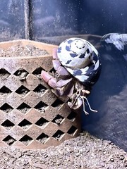 Hermit Crab Climbing Corner Decoration Ornament Hideout Toy Supplies Accessories