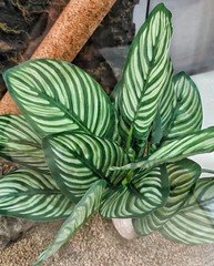Reptile Terrarium Decor,Amphibian Habitat Decor,Artificial Plants for Crested…