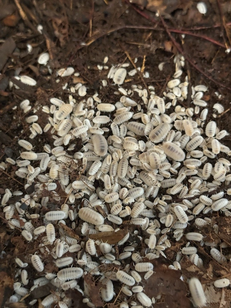 75+ Glacier Isopods LAG