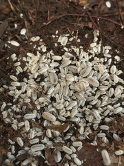75+ Glacier Isopods LAG