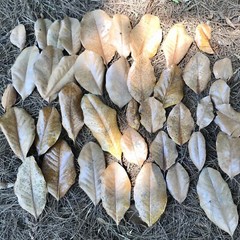 20 Gallons Organic Magnolia Leaf Litter Heat Treated Reptile Terrarium Isopods