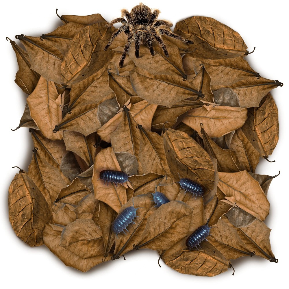 SunGrow 50 Pack Leaf Litter for Spider, Cricket & Isopod, Mini Catappa Brown