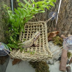 Bearded Dragon Hammock – Lounger for Lizards, Geckos, Snakes & Iguanas