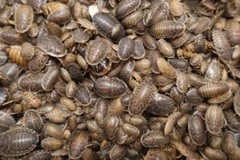 1,000 Dubia roaches