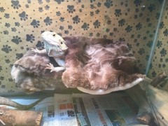 MINKY MARB FAUX FUR LRG ATTACHABLE RESTING BED SET CUDDLE COVER 4 BEARDED DRAGON