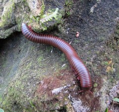 American Pinkfoot Millipede (Narceus americanus) – 2-4 in