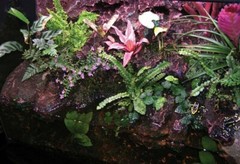 T-Rex Reptile Terrarrium Decor – Rainforest Rapids
