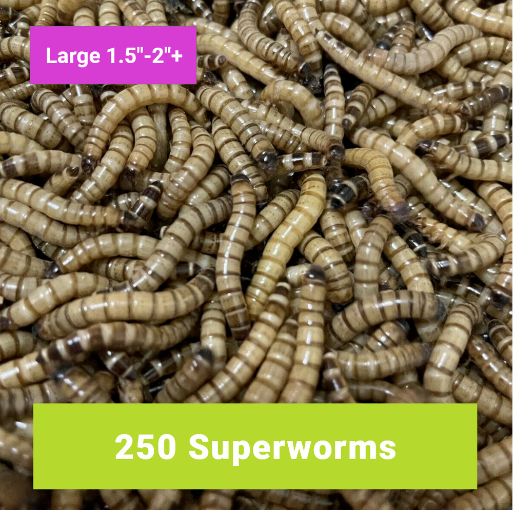 250 LARGE SUPERWORMS 1.5″-2″ – Free Shipping, Live Arrival Guarantee