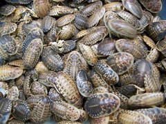 500 large 1 to 2 inch + dubia roach,Insect,Bearded Dragons,feeder