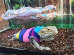 SOFT BALLS PRINTS BED SET COVERS ONLY NO FRAME BED 4 BEARDED DRAGONS