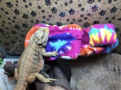 TYE DYE PRINT LARGE ATTACHABLE RESTING BED SET SOFT COVER 4 BEARDED DRAGON