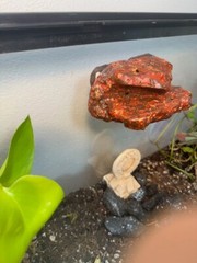 Magnetic Rock Ledges For Terrariums And Cages (Limited Edition) Small LAVA