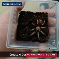 15 PCS Spider Terrariums Breeding Box, Small Insect Hatching Container Plastic F