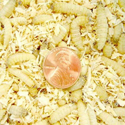 Live Waxworms – 250-2000 counts – Priority/2Day