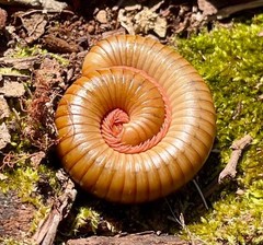 American Pinkfoot Millipede (Narceus americanus) – 2-4 in