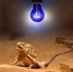 LOT OF 4 – Aiicioo 25W Dimmable Reptile Heat Lamp Daylight E26 Base 2 PACK- Blue
