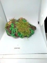 Arboreal Attitudes Weighted Ground Hides For Terrariums And Cages For Reptiles