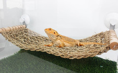 Flidrunest 21.6 X 7.8 in Seagrass Bearded Dragon Hammock for Window, Large Lizar